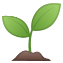 seedling